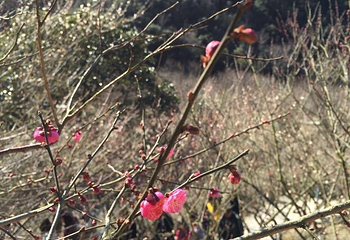 九峰山网岙景区第 21 张图片