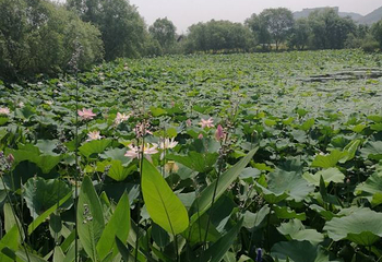 长兴太湖图影湿地文化园第 80 张图片