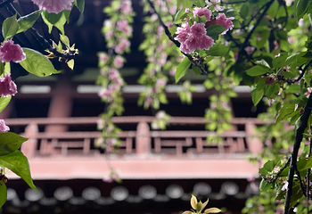 青龙寺第 71 张图片