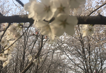 唐韵樱花园第 23 张图片