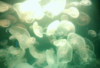 南海洋水母王国第 32 张图片