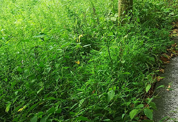 大木林下花园第 16 张图片