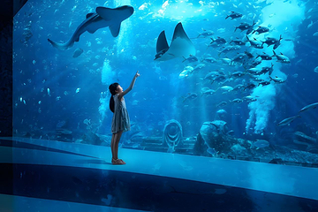三亚亚特兰蒂斯失落的空间水族馆第 28 张图片