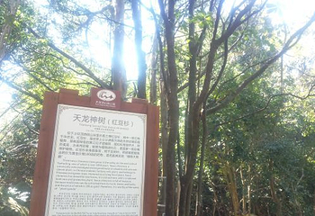 天龙顶国家山地公园第 20 张图片