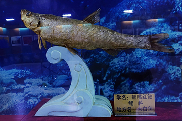 北大荒鱼展馆第 5 张图片