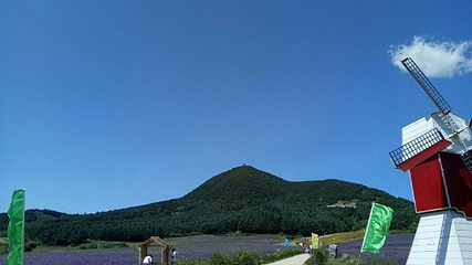 岗山花海第 24 张图片