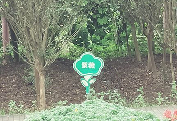凤凰花海第 32 张图片