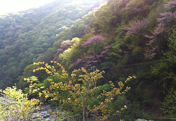 万花山第 15 张图片