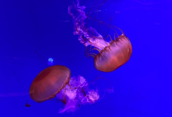 赣州极地海洋世界第 42 张图片