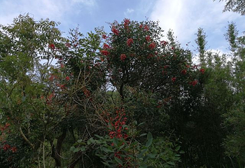 潮州绿岛旅游山庄第 45 张图片