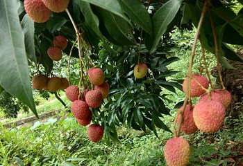 古郡·花果溪第 6 张图片
