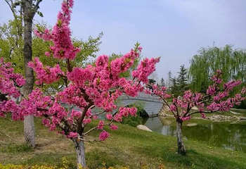熊岳植物园第 23 张图片
