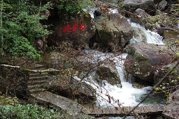 乌岩岭国家级自然保护区第 19 张图片