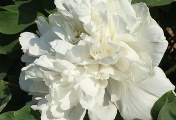 曹州百花园第 35 张图片