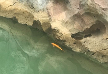 贵州九仙旅游景区第 120 张图片