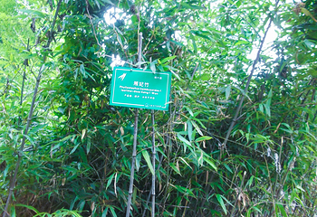 杭州植物园第 49 张图片