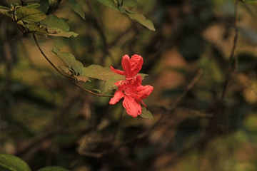 杭州花圃第 20 张图片