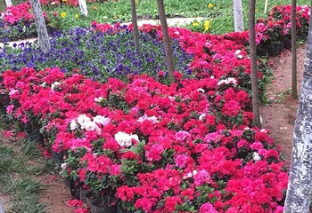 花田广兴宝塔浪漫樱花园第 7 张图片