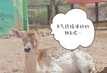 鄂尔多斯野生动物园第 38 张图片
