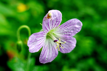 小兴安岭植物园第 16 张图片