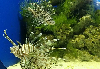 海昌海洋探索馆第 35 张图片