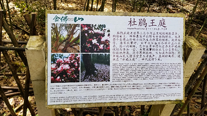 金佛山第 154 张图片