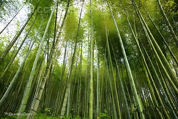 白水寨风景名胜区第 27 张图片