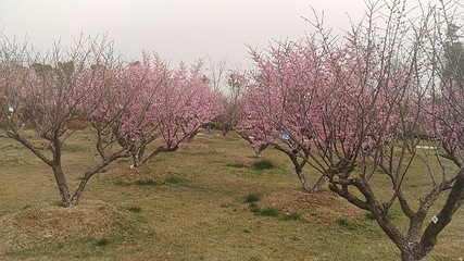 梅花湾第 28 张图片