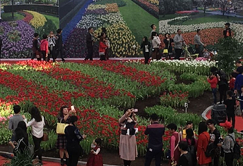 陈村花卉世界第 45 张图片