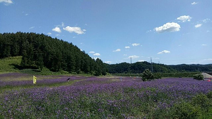 岗山花海第 23 张图片