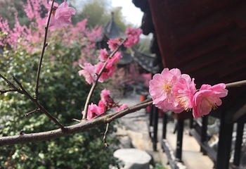梅岭太阳谷大型梅花文化节第 16 张图片