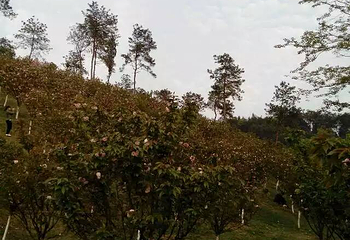 镜山公园第 2 张图片