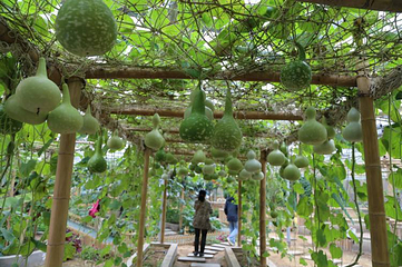 旅顺太空植物王国第 12 张图片