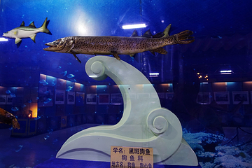 北大荒鱼展馆第 6 张图片