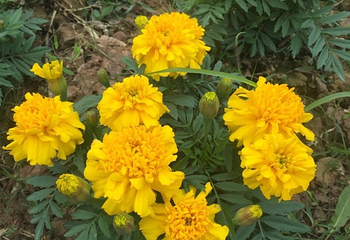 贺州黄姚仙女湖花海第 70 张图片