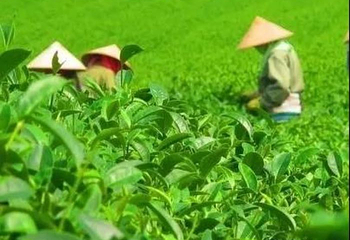 茶马古城第 10 张图片