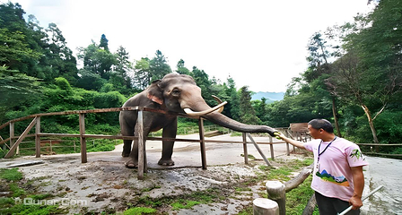 碧峰峡野生动物世界第 13 张图片