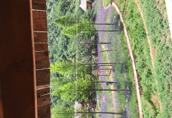 云花谷第 8 张图片