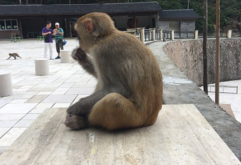 猴王谷景区第 20 张图片