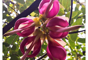 五彩禾雀花基地第 14 张图片