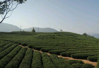 大木山茶园景区第 26 张图片