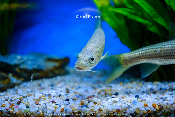上海海洋水族馆第 214 张图片