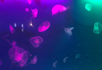 绵阳海底世界第 32 张图片