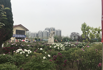 曹州百花园第 24 张图片