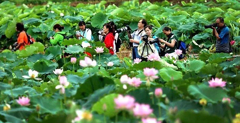 峰林晓镇第 131 张图片