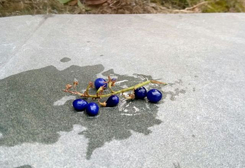 云澜湾景区第 13 张图片