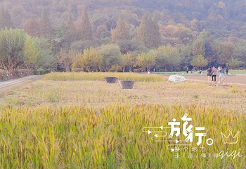 八卦田遗址公园第 3 张图片