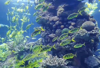 武汉东湖海洋世界第 36 张图片