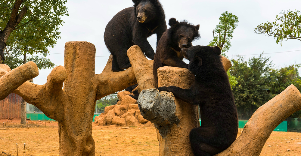 雄森动物大世界成人门票 景联快线 景点门票预订