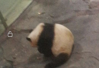 下渚湖熊猫园第 35 张图片